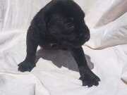 Siyah erkek cane corso yavru