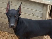 Erkek 4 aylık Doberman 