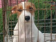 Sakallı jack russell terrier