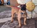 Genç erkek presa canario 