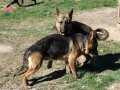 Genç alman kurtları siyah,sable ve standart 