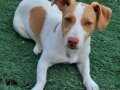 Genç dişi jack russell 