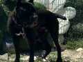 Genç cane corso egitimli 