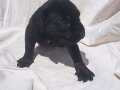 Siyah erkek cane corso yavru