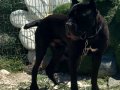 Cane corso genç erkek ve dişiler