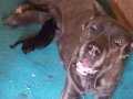 Cane corso yavrular 