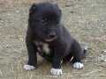 Kara kangal yavruları