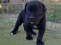 Cane corso yavrular 