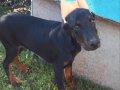 4 aylık estetikli erkek doberman