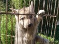 Wolfdog dişi yavru 