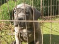 Erkek cane corso safkan 