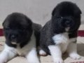 Amerikan akita yavrular 