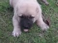 Kangal yavru kaliteli 