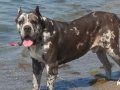 Merle cane corso yavruları