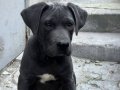 4 aylık erkek blue cane corso