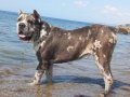 Merle cane corso yavrular