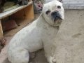 Genç erkek Fransız buldog 
