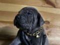 Cane corso yavrular 