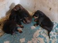 Safkan Doberman Yavruları: Sadık ve Estetik Yol Arkadaşınız