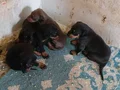 Safkan Doberman Yavruları: Sadık ve Estetik Yol Arkadaşınız