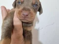 Safkan Doberman Yavruları: Sadık ve Estetik Yol Arkadaşınız