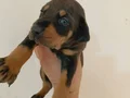 Safkan Doberman Yavruları: Sadık ve Estetik Yol Arkadaşınız