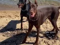 Safkan Doberman Yavruları: Sadık ve Estetik Yol Arkadaşınız