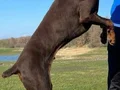 Safkan Doberman Yavruları: Sadık ve Estetik Yol Arkadaşınız