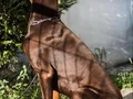 Safkan Doberman Yavruları: Sadık ve Estetik Yol Arkadaşınız