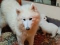 Kartopu Samoyed Yavruları: Sosyal Ortamın Yeni Yıldızı Silivri'de!