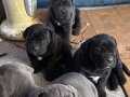 Cane corso yavrular