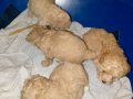Kıvırcık Toy Poodle Yavruları 