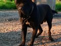 Heybetli ve Sportif Cane Corso Gençleri