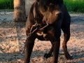 Heybetli ve Sportif Cane Corso Gençleri
