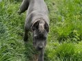Heybetli ve Sportif Cane Corso Gençleri