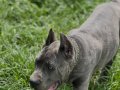 Heybetli ve Sportif Cane Corso Gençleri