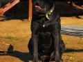 Heybetli ve Sportif Cane Corso Gençleri