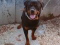 Genç Rottweiler Yavruları 