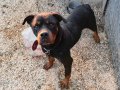 Genç Rottweiler Yavruları 