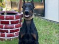 Genç Eğitimli Dobermanlar