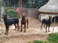 Genç Eğitimli Dobermanlar