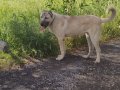Genç ve Yetişkin Kangal