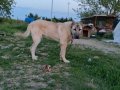 Genç ve Yetişkin Kangal