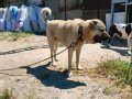 Genç ve Yetişkin Kangal