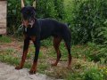 5 Aylık Erkek Doberman 