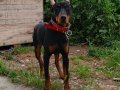 5 Aylık Erkek Doberman 