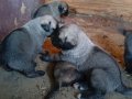 Kangal yavruları çok iri olacaklar