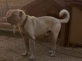 Kangal yavruları çok iri olacaklar