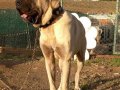Kangal yavruları çok iri olacaklar