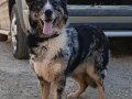 Egitimli dişi border collie genç